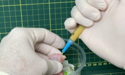 resgatados-do-trafico,-12-filhotes-de-arara-nascem-em-sao-paulo