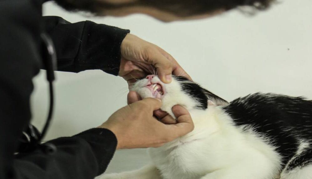 monitoramento-pet-pl-determina-instalacao-de-circuito-de-cameras-em-estabelecimentos-de-atendimento-a-animais-domesticos-|-ale-rr-|-assembleia-legislativa-de-roraima