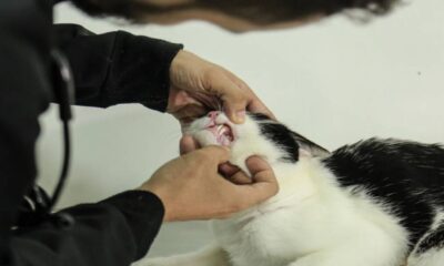 monitoramento-pet-pl-determina-instalacao-de-circuito-de-cameras-em-estabelecimentos-de-atendimento-a-animais-domesticos-|-ale-rr-|-assembleia-legislativa-de-roraima