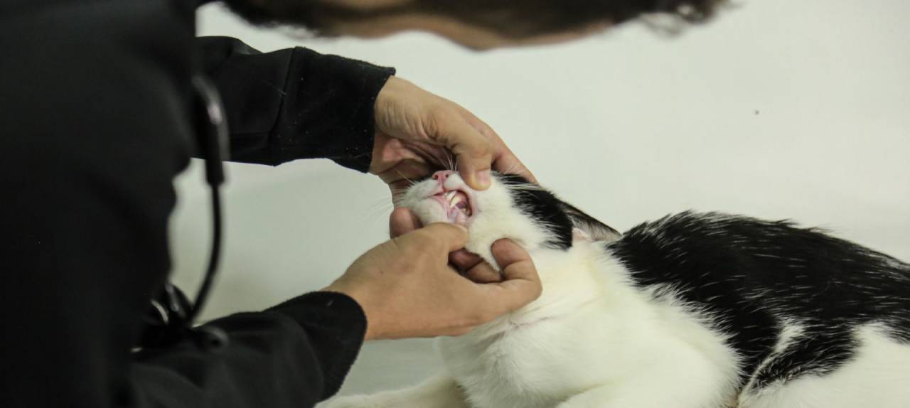 monitoramento-pet-pl-determina-instalacao-de-circuito-de-cameras-em-estabelecimentos-de-atendimento-a-animais-domesticos-|-ale-rr-|-assembleia-legislativa-de-roraima