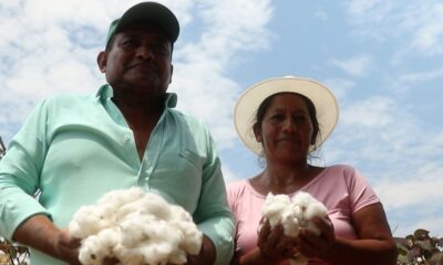 brasil-investe-em-algodao-com-identidade-latino-americana