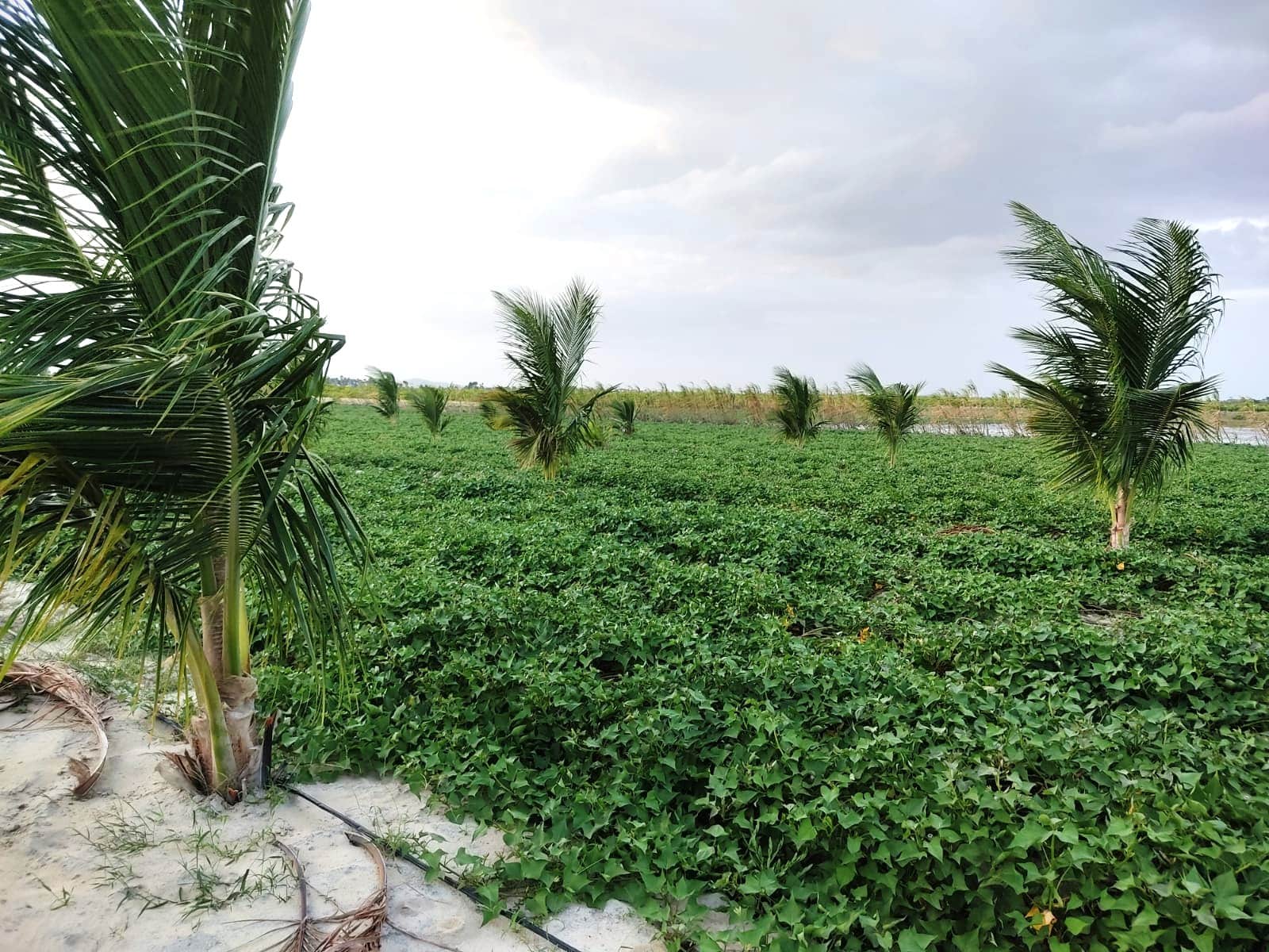 sustentabilidade-e-inovacao-impulsionam-agricultura-familiar-no-bonfim-–-governo-de-roraima