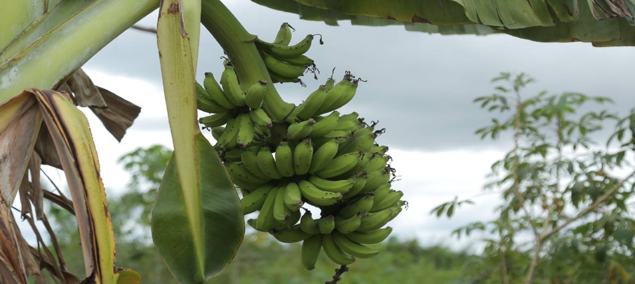 ameaca-a-producao-agricola-sampaio-cobra-medidas-urgentes-para-conter-avanco-do-'moko-da-bananeira'-|-ale-rr-|-assembleia-legislativa-de-roraima