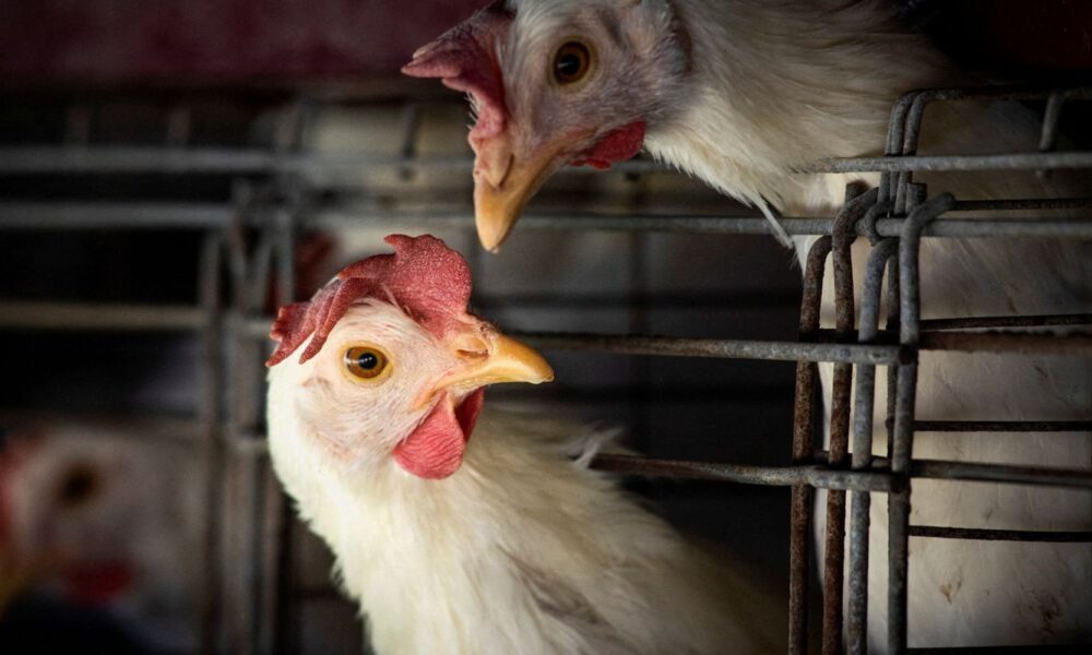 gripe-aviaria:-brasil-confirma-dois-focos-e-investiga-seis-casos