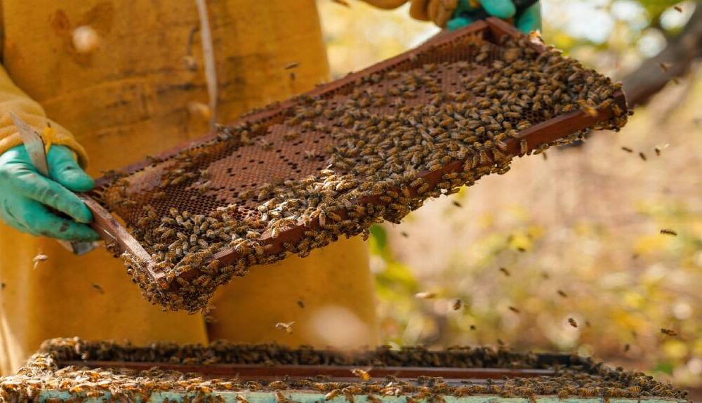 meliponicultura-pl-aprovado-declara-criacao-de-abelhas-nativas-sem-ferrao-como-atividade-de-relevante-interesse-social,-economico-e-ambiental-|-ale-rr-|-assembleia-legislativa-de-roraima