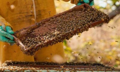 meliponicultura-pl-aprovado-declara-criacao-de-abelhas-nativas-sem-ferrao-como-atividade-de-relevante-interesse-social,-economico-e-ambiental-|-ale-rr-|-assembleia-legislativa-de-roraima