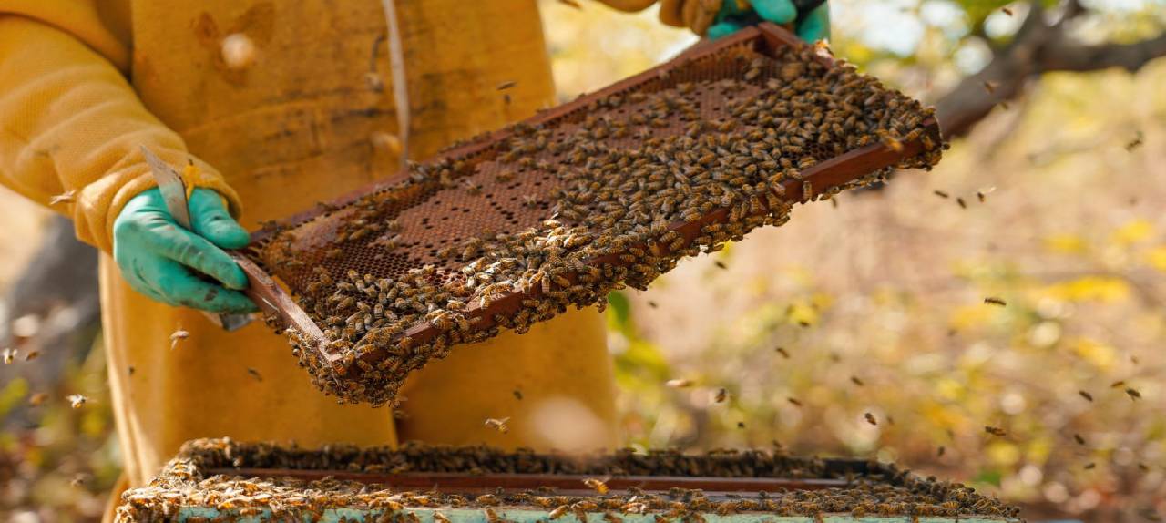 meliponicultura-pl-aprovado-declara-criacao-de-abelhas-nativas-sem-ferrao-como-atividade-de-relevante-interesse-social,-economico-e-ambiental-|-ale-rr-|-assembleia-legislativa-de-roraima